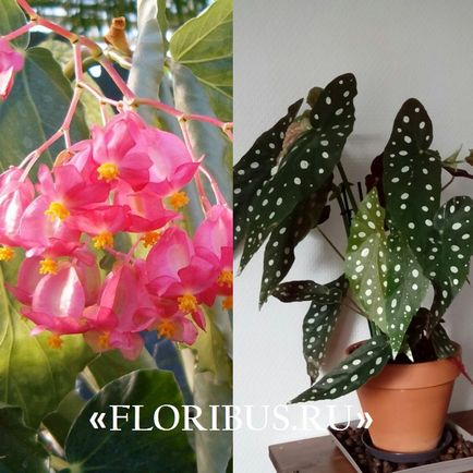Begonia lucerna fotók, otthoni gondozás, szaporítás dugványozással, növekvő szabályok (feltételek) Begonia lucerna fotók, otthoni gondozás, szaporítás dugványozással, növekvő szabályok