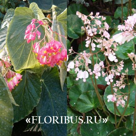 Begonia lucerna fotók, otthoni gondozás, szaporítás dugványozással, növekvő szabályok