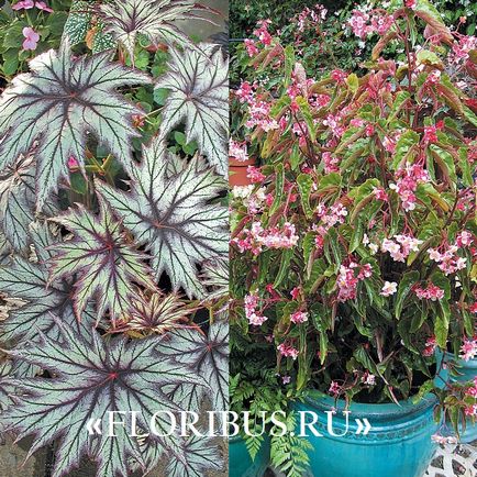 Begonia lucerna fotók, otthoni gondozás, szaporítás dugványozással, növekvő szabályok