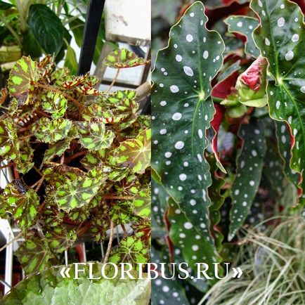 Begonia lucerna fotók, otthoni gondozás, szaporítás dugványozással, növekvő szabályok