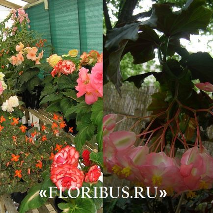 Begonia lucerna fotók, otthoni gondozás, szaporítás dugványozással, növekvő szabályok
