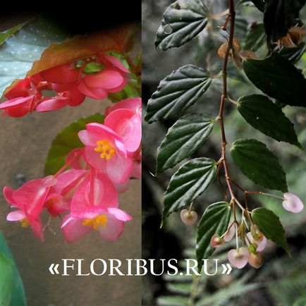 Begonia lucerna fotók, otthoni gondozás, szaporítás dugványozással, növekvő szabályok