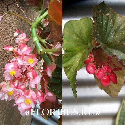 Begonia lucerna fotók, otthoni gondozás, szaporítás dugványozással, növekvő szabályok