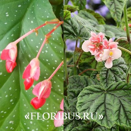 Begonia fotografie alfalfa, îngrijire la domiciliu, butași de înmulțire, reguli în creștere