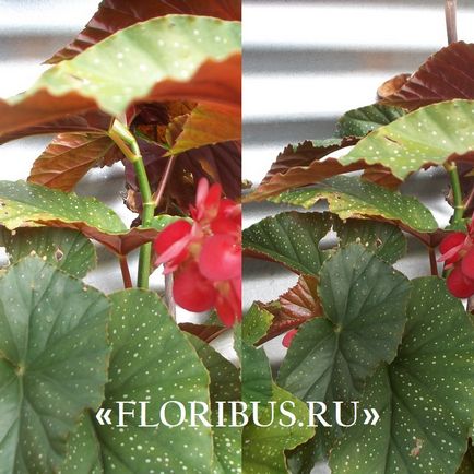 Begonia fotografie alfalfa, îngrijire la domiciliu, butași de înmulțire, reguli în creștere