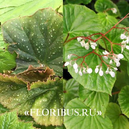 Begonia lucerna fotók, otthoni gondozás, szaporítás dugványozással, növekvő szabályok