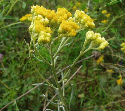 Immortelle nisip, chimine - simptome și tratament cu remedii folk la domiciliu