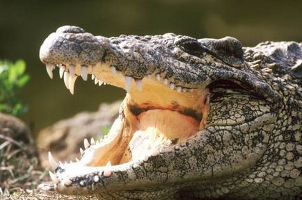 Üzleti ötlet Business tenyész- krokodilok - az életem