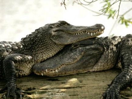 Idee de afaceri de afaceri pe crocodili de reproducție - viața mea