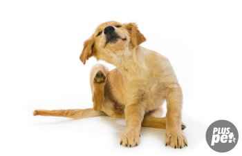 A bolhák a kutyák tünetek, kezelés, megelőzés - Animal Kingdom