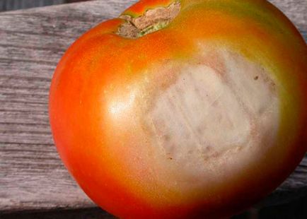 Хвороби помідорів, фото і їх лікування - розкриваємо всі секрети