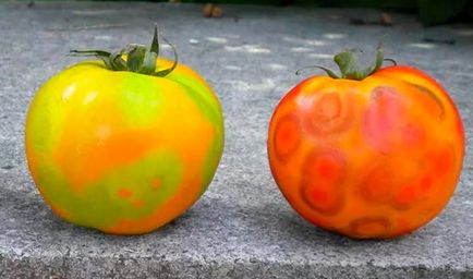 Boli de tomate, fotografii și tratamentul lor - dezvăluie toate secretele