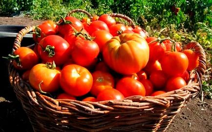 Хвороби помідорів, фото і їх лікування - розкриваємо всі секрети