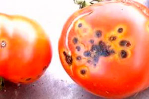 Boli de tomate, fotografii și tratamentul lor - dezvăluie toate secretele