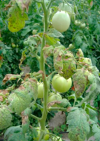 Boli de tomate, fotografii și tratamentul lor - dezvăluie toate secretele