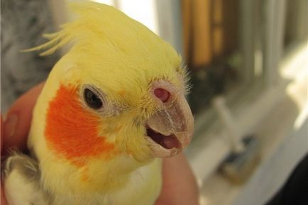 Bolile de papagali Corella sunt principalele simptome și tratamente