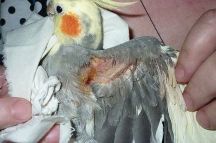 Bolile de papagali Corella sunt principalele simptome și tratamente