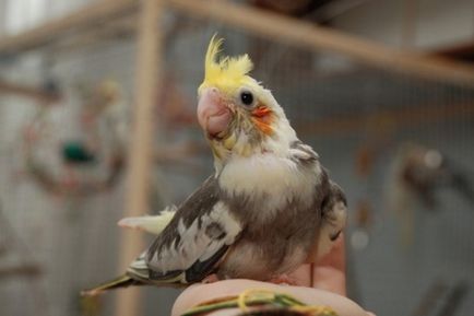 Cockatiel papagáj betegség fő tünetek és a kezelés