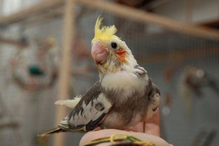 Cockatiel papagáj betegség fő tünetek és a kezelés (tünetek) Cockatiel papagáj betegség fő tünetek és a kezelés
