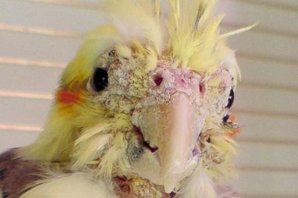 Cockatiel papagáj betegség fő tünetek és a kezelés