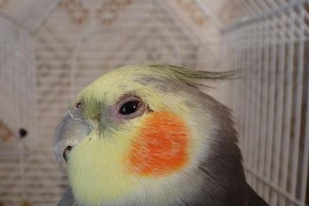 Cockatiel papagáj betegség fő tünetek és a kezelés (tünetek) Cockatiel papagáj betegség fő tünetek és a kezelés