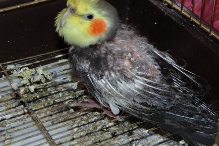 Cockatiel papagáj betegség fő tünetek és a kezelés