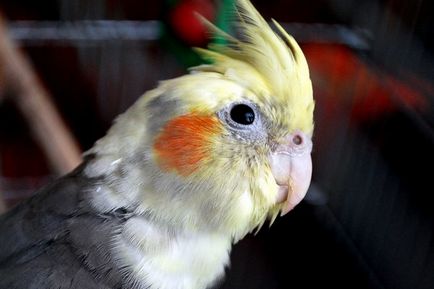 Cockatiel papagáj betegség fő tünetek és a kezelés