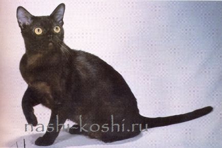 Bombay (Mumbai) - képek, macska, cica, a fajta, minden a macskák (macskák fajta) Bombay (Mumbai) - képek, macska, cica, a fajta, minden a macskák