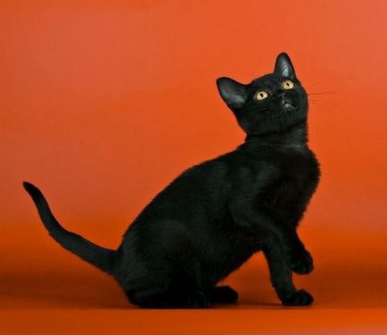 Bombay pisica fotografie, descrierea de rasa, reproducere și grooming