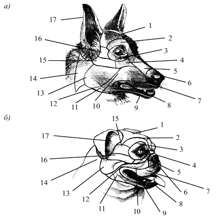 Bookreader - stomatologie de câini