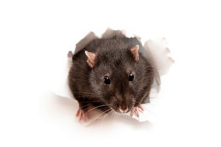 Combaterea metodelor de rozătoare și mijloacele de a scăpa de șobolani și șoareci