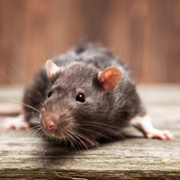 Combaterea metodelor de rozătoare și mijloacele de a scăpa de șobolani și șoareci