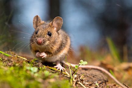 Боротьба з гризунами методи і засоби як позбутися від щурів і мишей