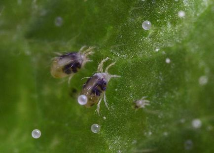 Combaterea acarienilor de păianjen pe metode eficiente pentru pomi fructiferi