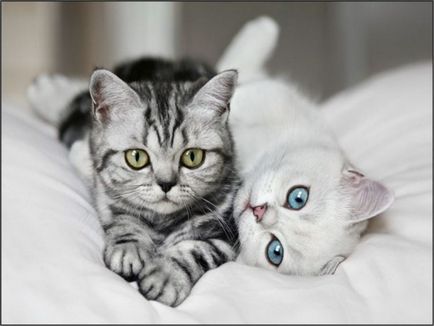 Боязнь котів фобія захворіти на рак, боязнь раку і кішок