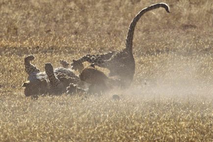 Lupta de leoparzi, știri de fotografie