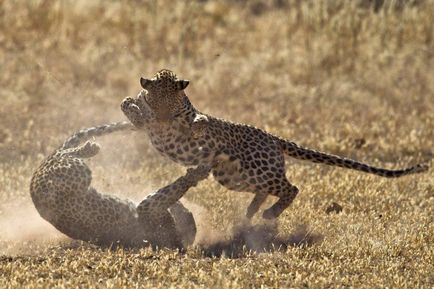 Lupta de leoparzi, știri de fotografie