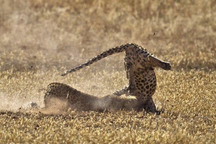 Lupta de leoparzi, știri de fotografie