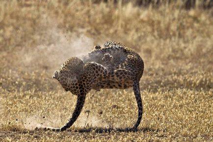 Lupta de leoparzi, știri de fotografie