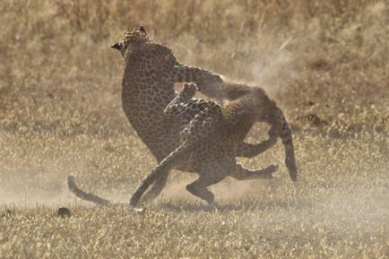 Lupta de leoparzi, știri de fotografie