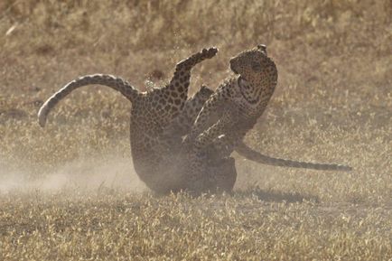 Lupta de leoparzi, știri de fotografie