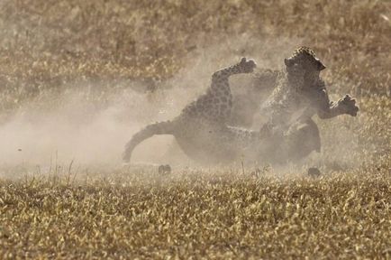 Lupta de leoparzi, știri de fotografie