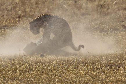 Lupta de leoparzi, știri de fotografie