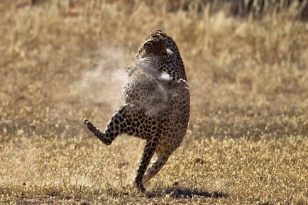 Lupta de leoparzi, știri de fotografie