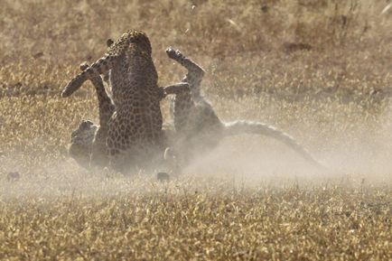 Lupta de leoparzi, știri de fotografie