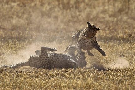 Lupta de leoparzi, știri de fotografie