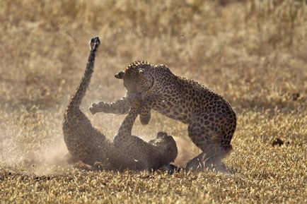 Lupta de leoparzi, știri de fotografie