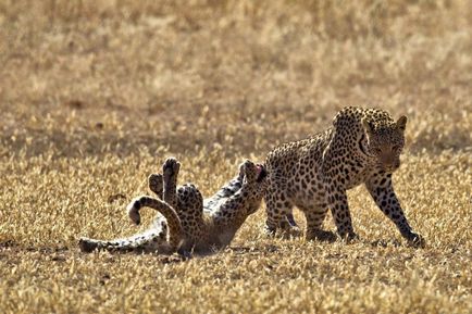 Lupta de leoparzi, știri de fotografie