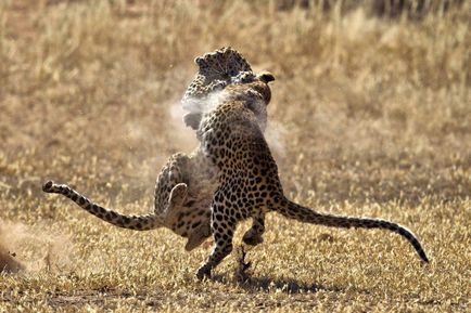 Lupta de leoparzi, știri de fotografie