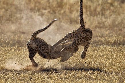 Lupta de leoparzi, știri de fotografie